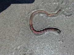 Pacific Lugworm thumbnail 4