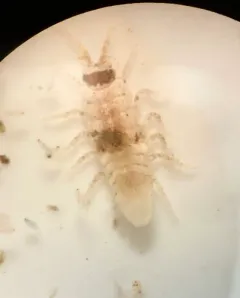 Synidotea nebulosa thumbnail 3