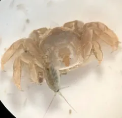 Grooved Mussel Crab thumbnail 3