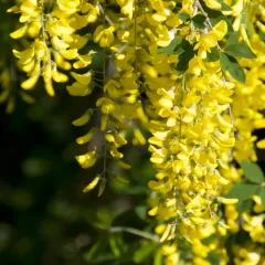 Common Laburnum thumbnail 4