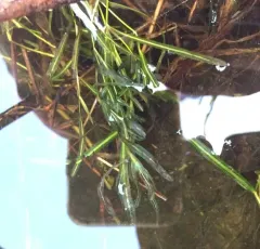 Bluntleaf Pondweed thumbnail 2