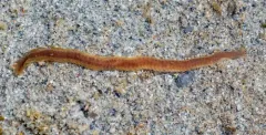 Pterocirrus montereyensis thumbnail 3