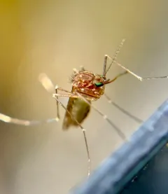 White-dotted Mosquito thumbnail 4