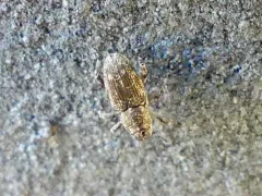 Cylindrocopturus longulus thumbnail 3