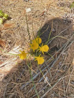 hoop-petticoat daffodil thumbnail 2