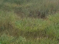 Long's Bulrush thumbnail 4