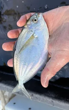 Pacific Pompano thumbnail 2