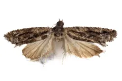 Pseudexentera haracana thumbnail 2