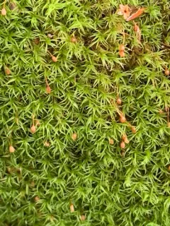 Oeder's Apple-moss thumbnail 2