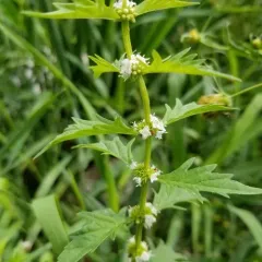 American bugleweed thumbnail 4