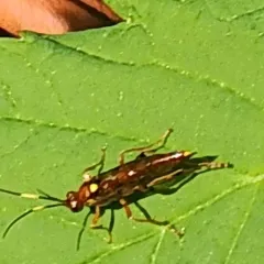 Ectopimorpha wilsoni thumbnail 4