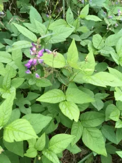 toothed tick-trefoil thumbnail 4