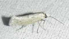 Acrolepiopsis leucoscia thumbnail 1