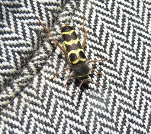 Banded Ash Borer