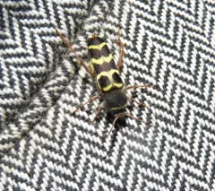 Banded Ash Borer thumbnail 1