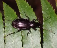 Round-winged Harp Ground Beetle thumbnail 4