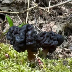 Gyromitra splendida thumbnail 4