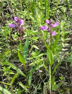Ledingham's Physostegia thumbnail 4