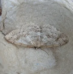 Western Carpet thumbnail 2