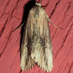 Verbena Moth thumbnail 2