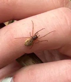 Pachygnatha clercki thumbnail 2