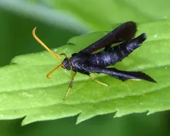 Clematis Clearwing Moth thumbnail 4