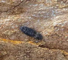 Marbled Click Beetle thumbnail 3