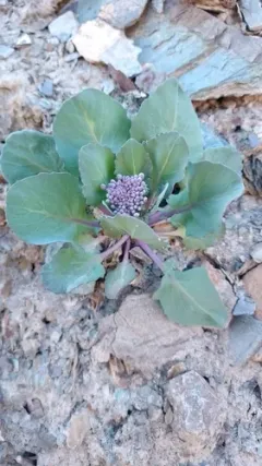 Thelypodium repandum thumbnail 3