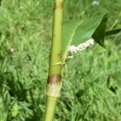 pale smartweed thumbnail 3
