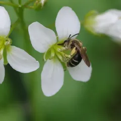 Mustard Miner Bee thumbnail 4