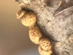 Trichia sordida thumbnail 3