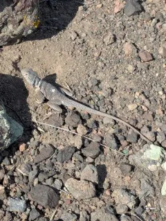 Desert Collared Lizard thumbnail 2