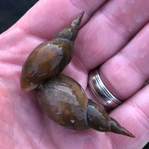 Walker's Pond Snail