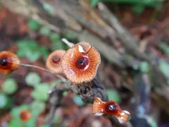 Crinipellis campanella thumbnail 2