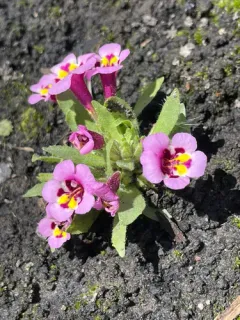 tricolor monkeyflower thumbnail 1
