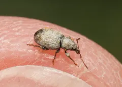 Cercopedius artemisiae thumbnail 4