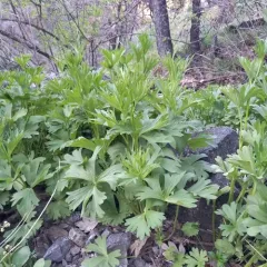 Kittitas larkspur thumbnail 1