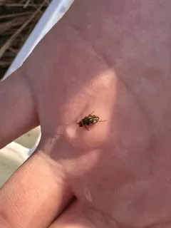 Nebrioporus macronychus thumbnail 3