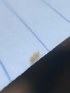 Larger Pale Booklouse thumbnail 4
