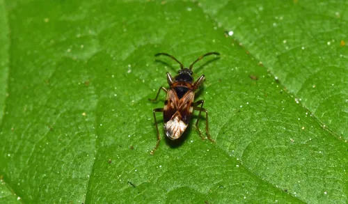 Scolopostethus pictus