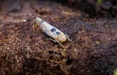 Eight-spotted Leafhopper thumbnail 1