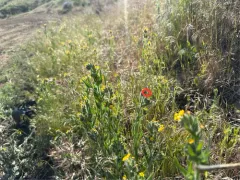 Fiddleneck Plant Bug thumbnail 4