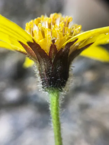 Snow Arnica