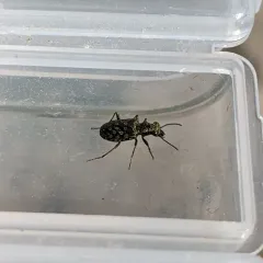 Elaphrus americanus thumbnail 4