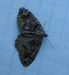 Serrated Eulithis Moth thumbnail 2