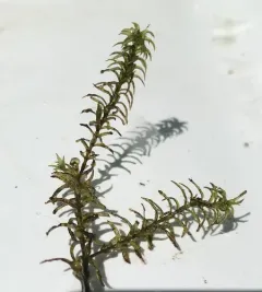 Nuttall's Waterweed thumbnail 2