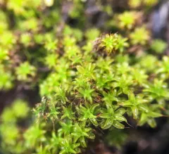 Norway Screw-Moss thumbnail 2