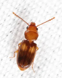 Laemophloeus megacephalus thumbnail 1