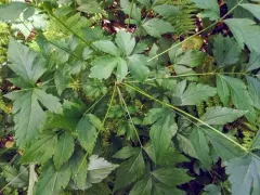 Shrub Yellowroot thumbnail 4