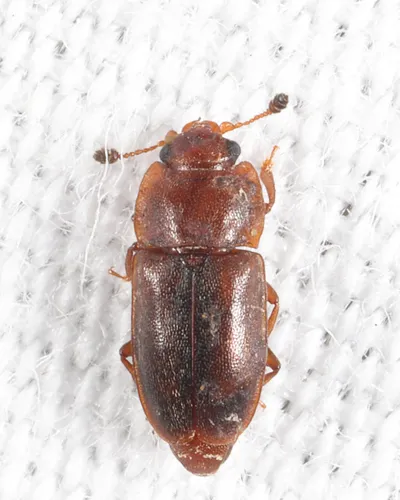 Epuraea truncatella